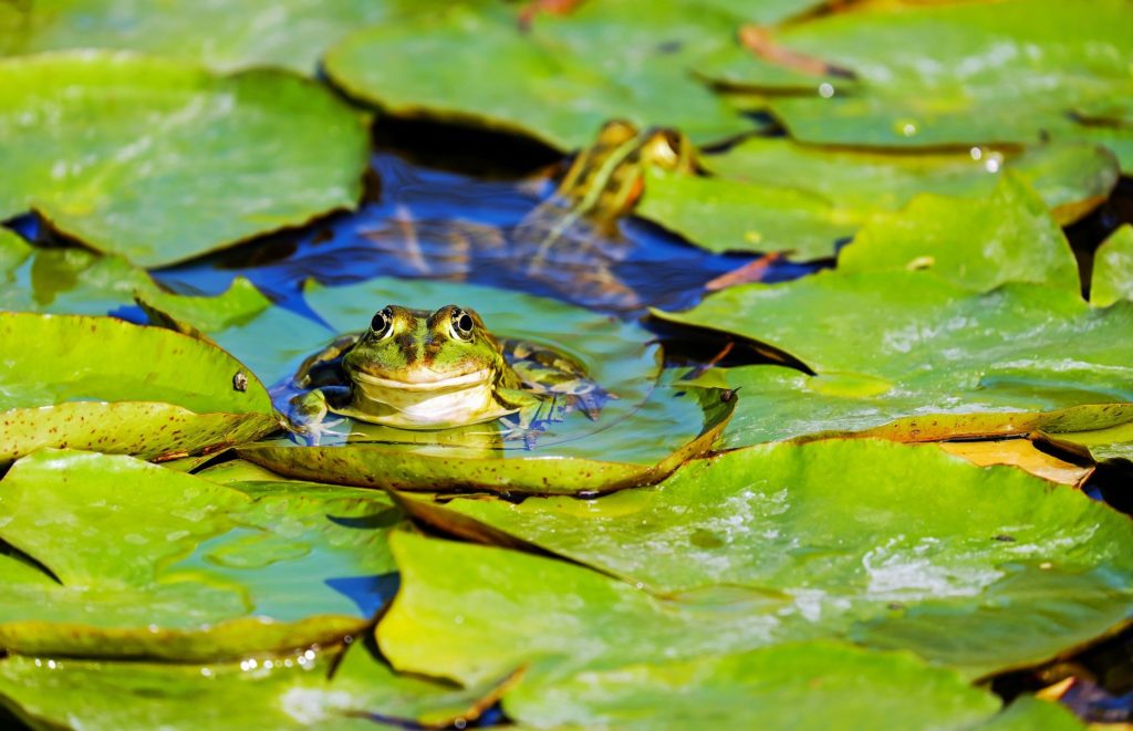 What is a group of frogs called? - Trivia Joy