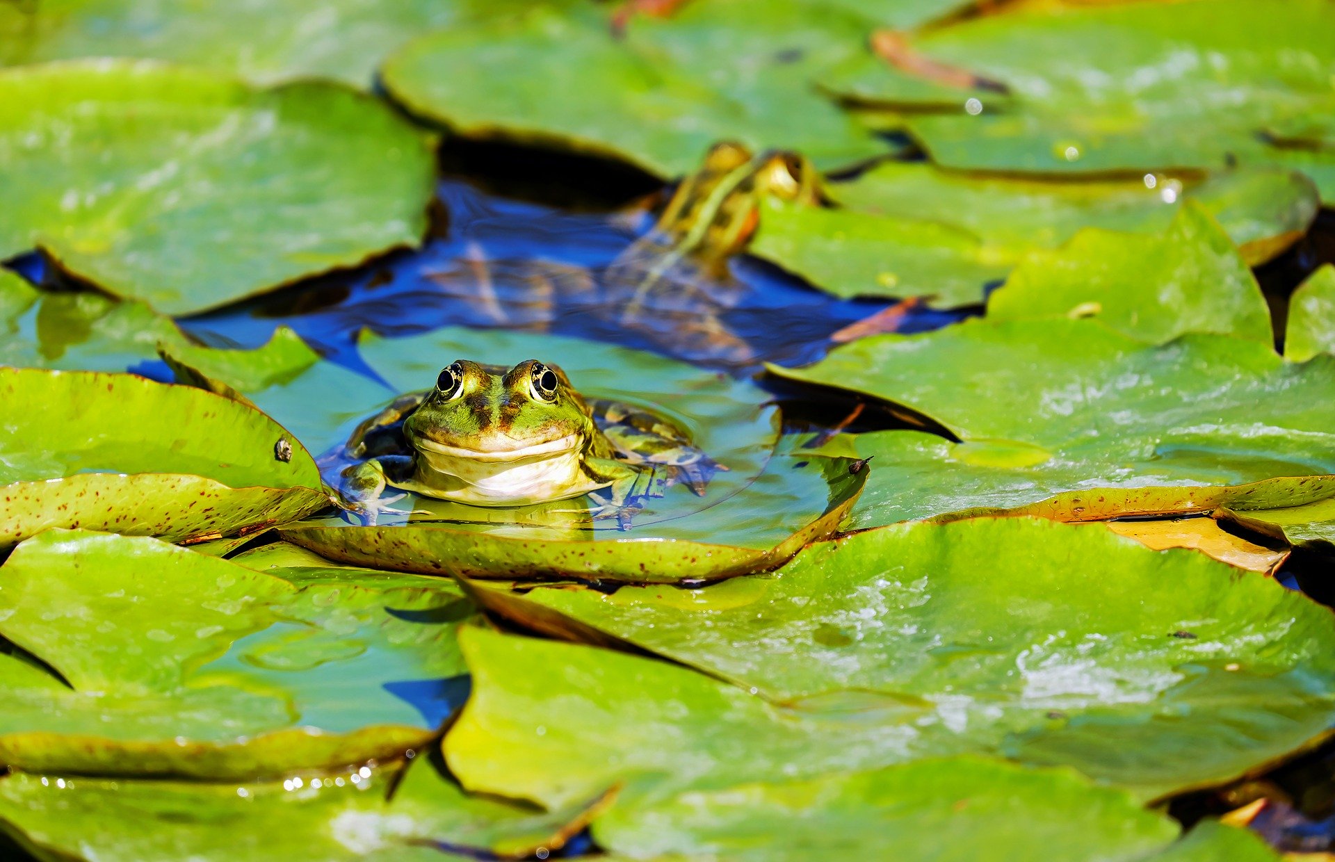 What is a group of frogs called? Trivia Joy