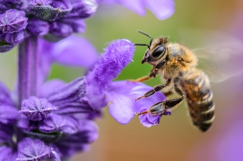 how-many-pairs-of-wings-does-a-honey-bee-have-trivia-joy