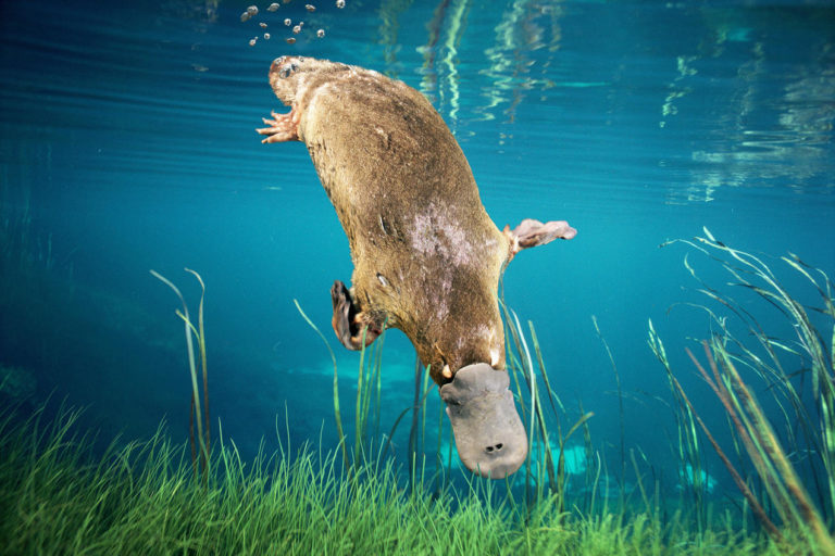 mochipuni platypus