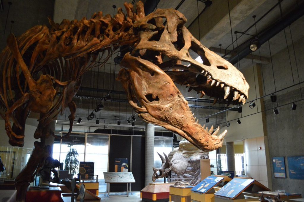 biggest t rex found