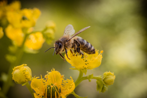 how-many-individual-wings-does-a-bee-have-trivia-joy