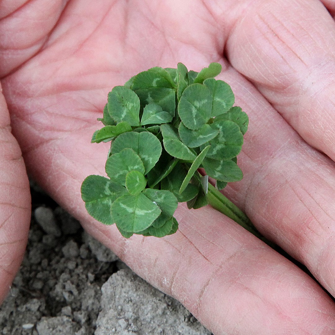 the-largest-clover-had-how-many-leaves-on-it-trivia-joy