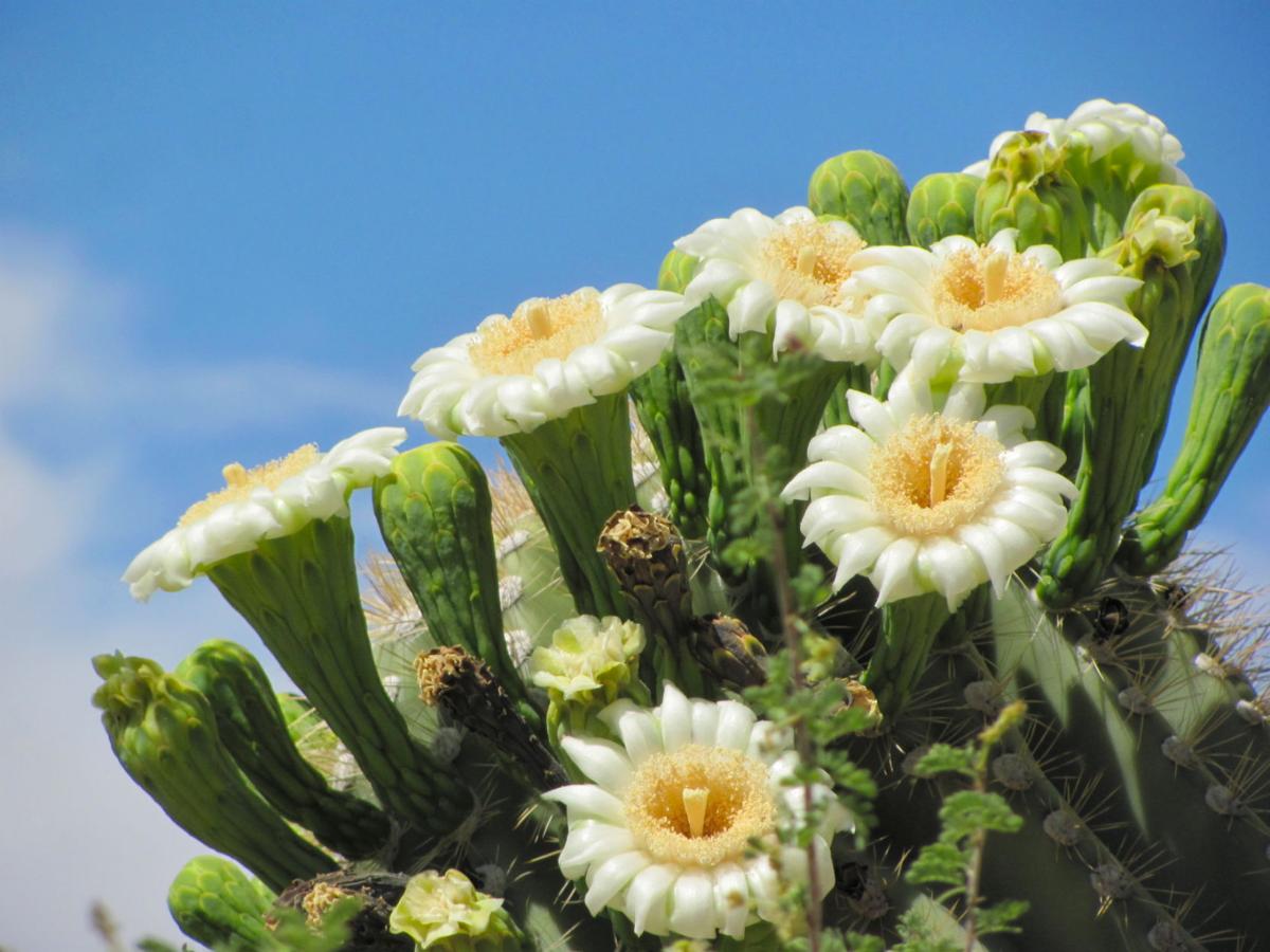 what-is-arizona-s-state-flower-trivia-joy